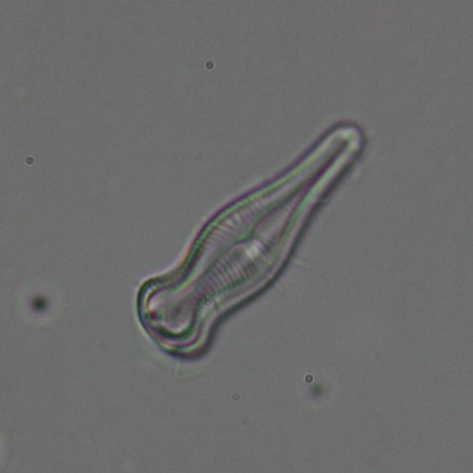 Uso della reflex